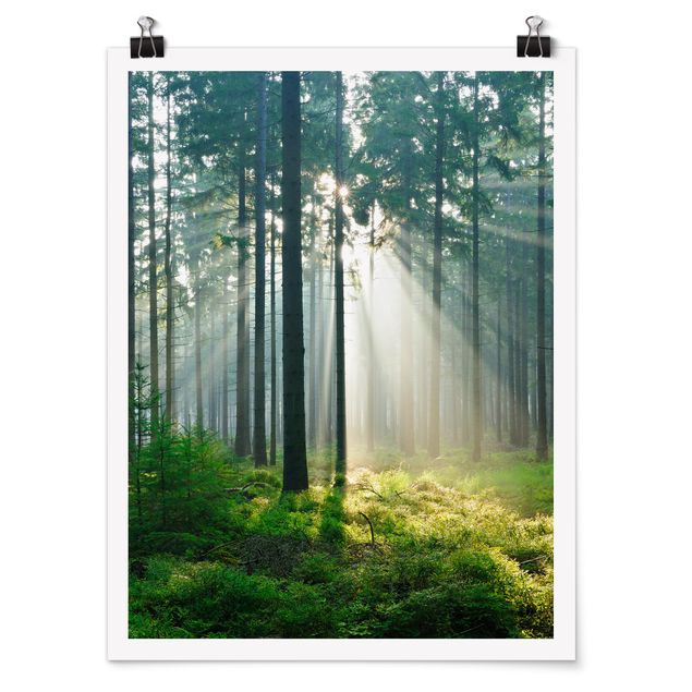 Posters Enlightened Forest