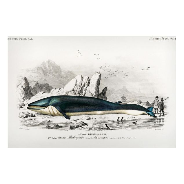 Magneetborden Vintage Board Blue Whale