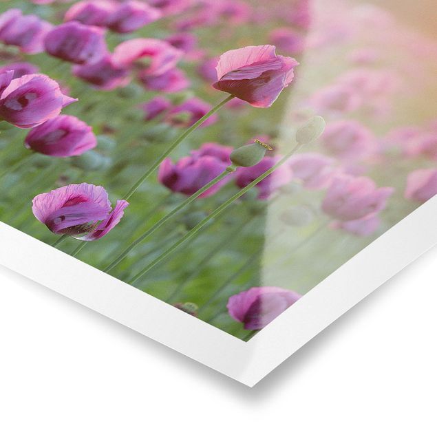 Posters Purple Poppy Flower Meadow In Spring