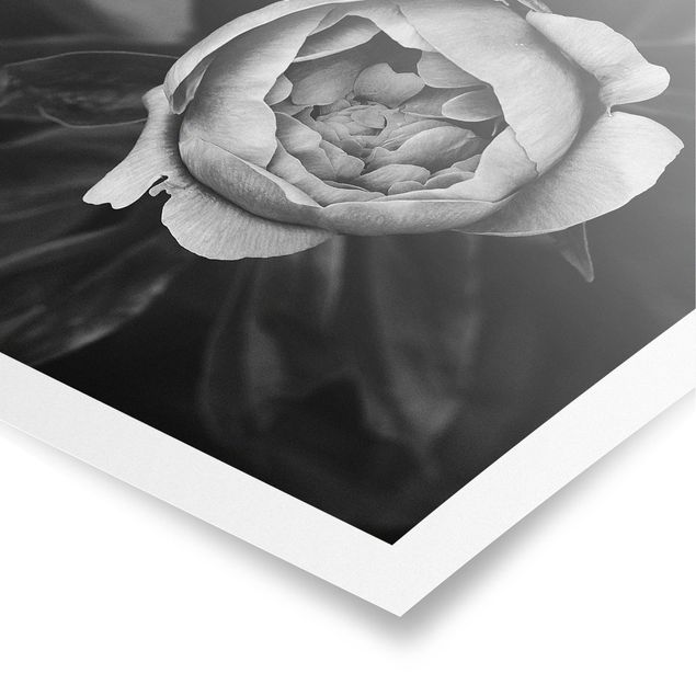 Posters Peonies In Front Of Leaves Black And White