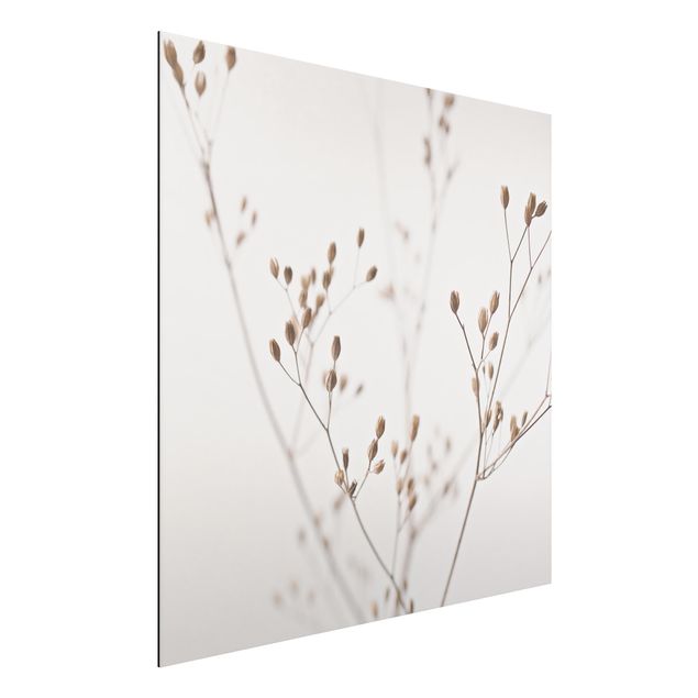 Aluminium Dibond schilderijen Delicate Buds On A Wildflower Stem