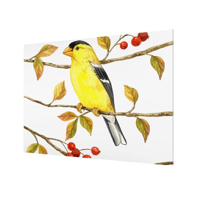 Spatscherm keuken Birds And Berries - American Goldfinch