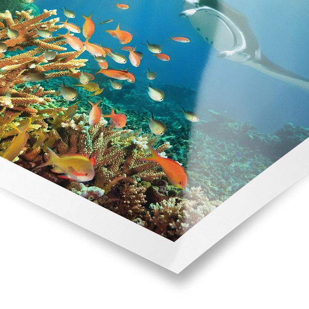 Posters Coral reef