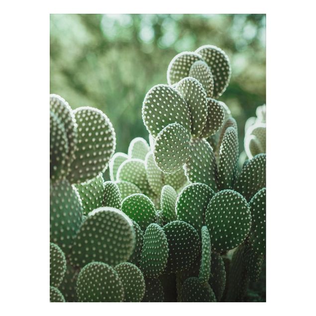 Aluminium Dibond schilderijen Cacti