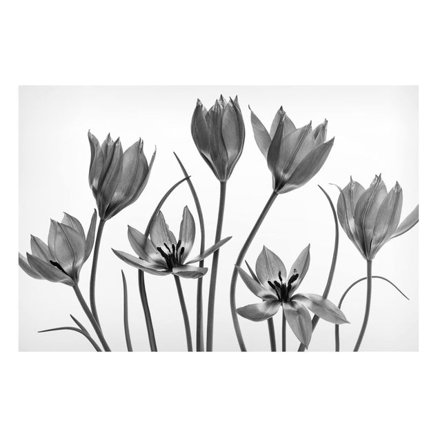 Magneetborden Seven Tulips Black And White