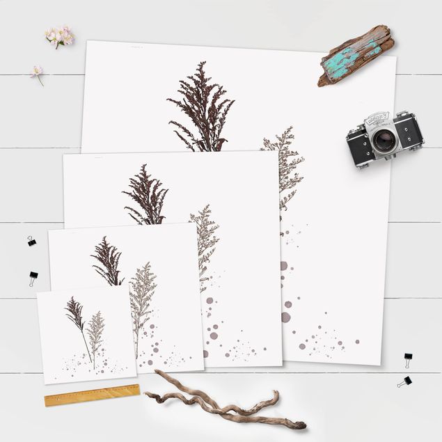 Posters Botanical Watercolour - Fescue Reed