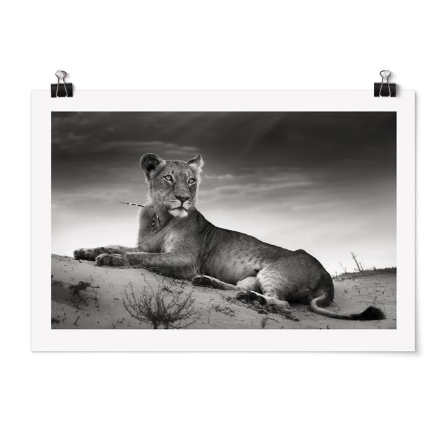 Posters Resting Lion