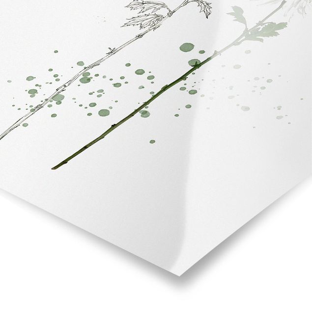 Posters Botanical Watercolour - Dandelion