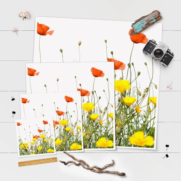 Posters Wild Flowers