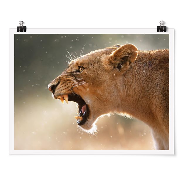 Posters Lioness on the hunt