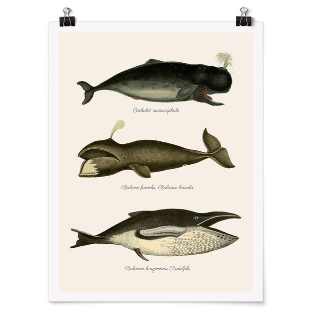 Posters Three Vintage Whales