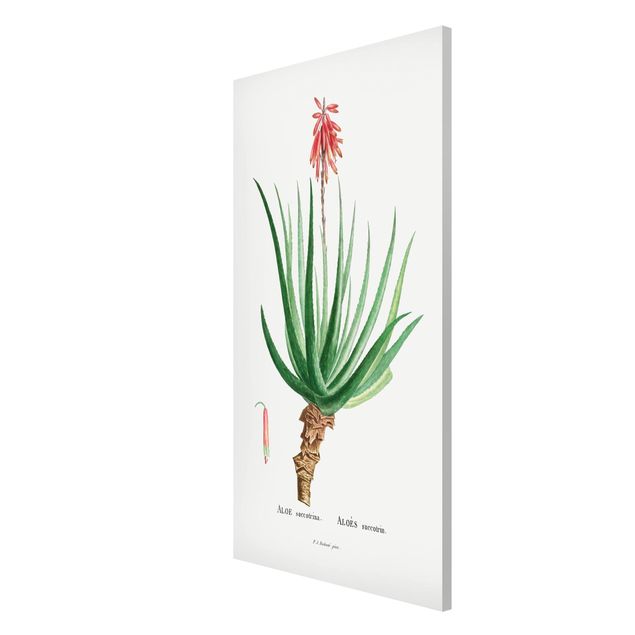 Magneetborden Botany Vintage Illustration Aloe Pink Blossom