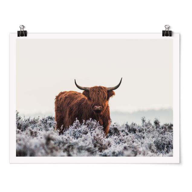 Posters Bison In The Highlands