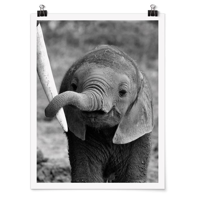 Posters Baby Elephant