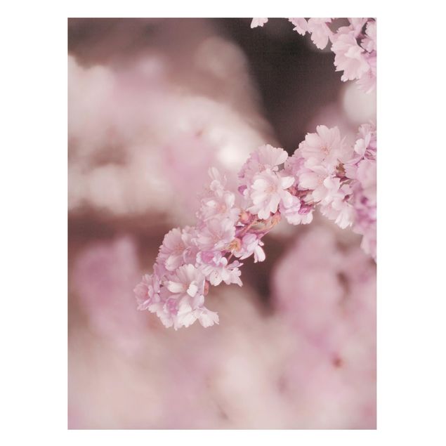 Magneetborden Cherry Blossoms In Purple Light