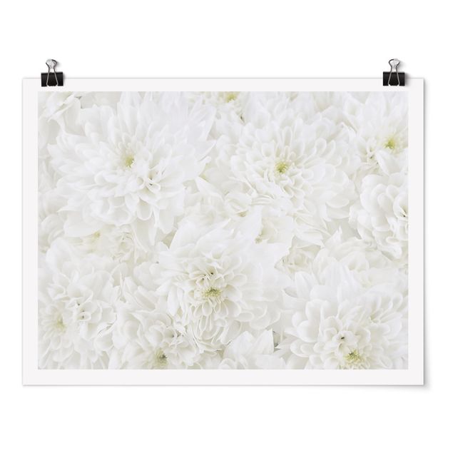 Posters Dahlias Sea Of Flowers White