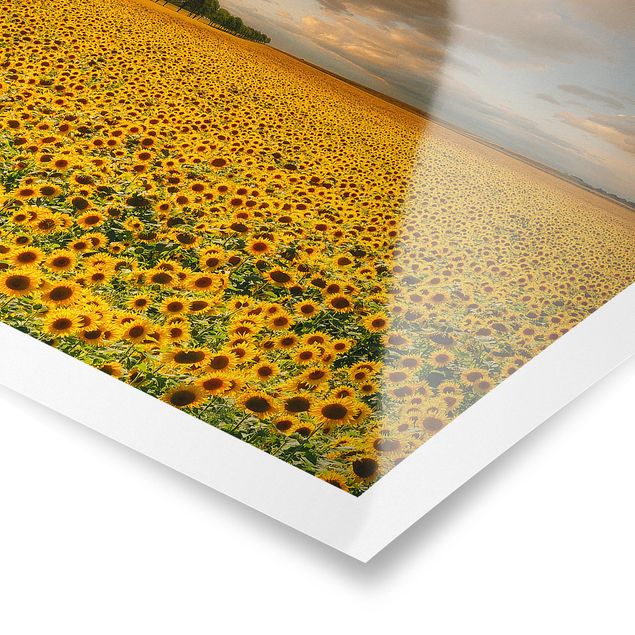 Posters Field With Sunflowers