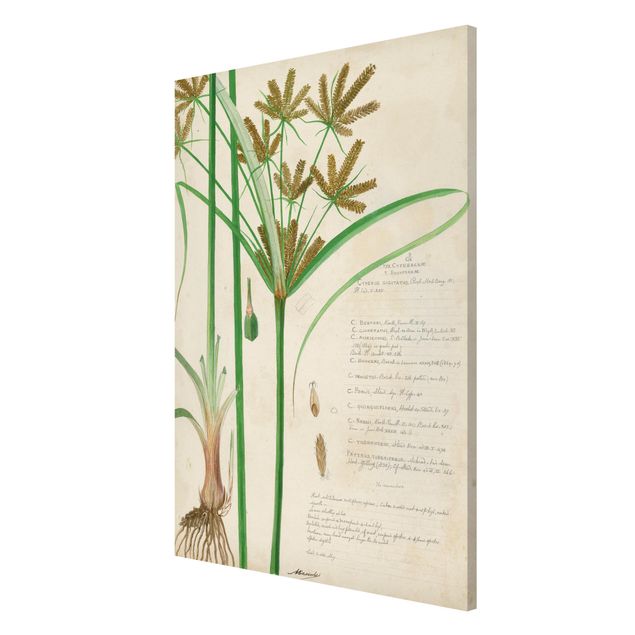 Magneetborden Vintage Botany Drawing Grasses I