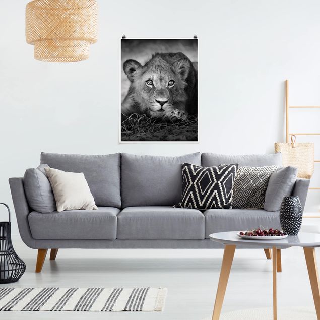Posters Lurking Lionbaby