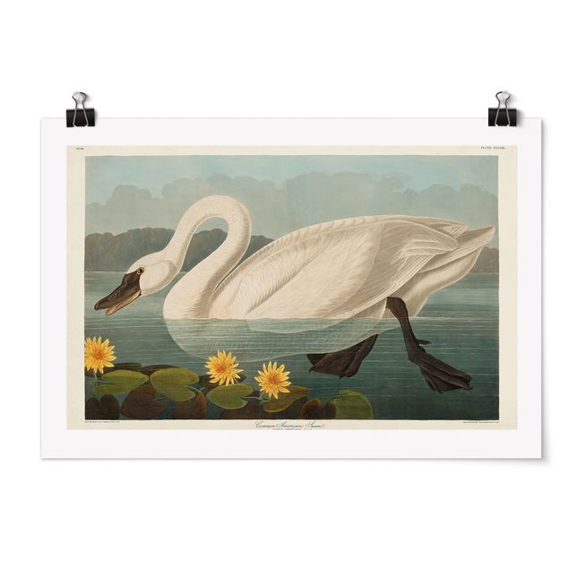Posters Vintage Board American Swan