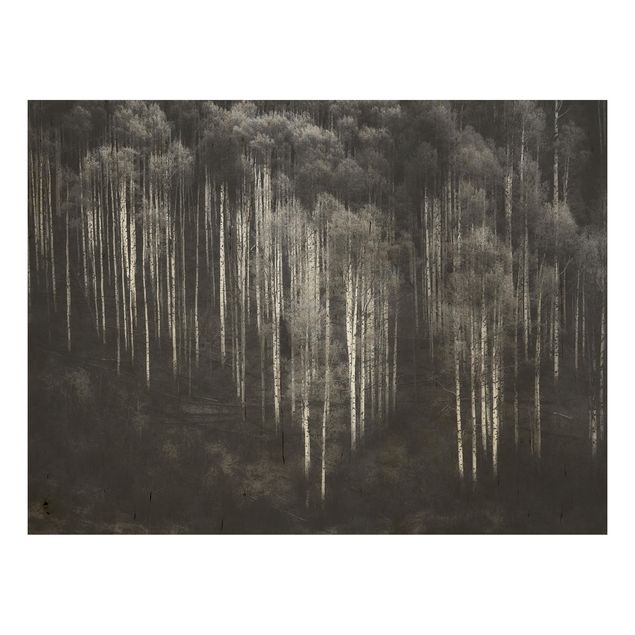 Houten schilderijen Birch Forest In Aspen