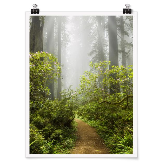 Posters Misty Forest Path