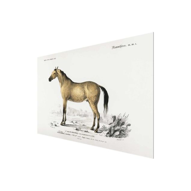 Glasschilderijen Vintage Board Horse
