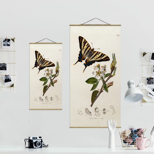 Stoffen schilderij met posterlijst John Curtis - A Scarce Swallow-Tail Butterfly
