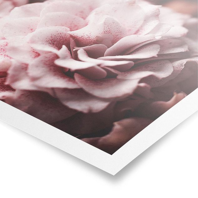 Posters Shabby Light Pink Rose Pastel