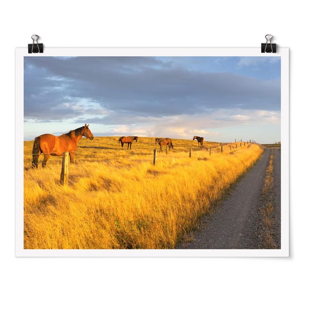 Posters Field Road And Horse In Evening Sun