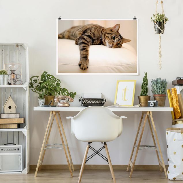 Posters Cat Chill Out