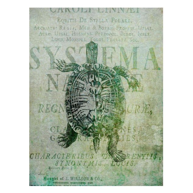 Magneetborden Vintage Collage - Antique Turtle