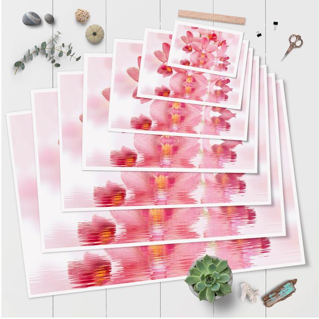 Posters Light Pink Orchid On Water