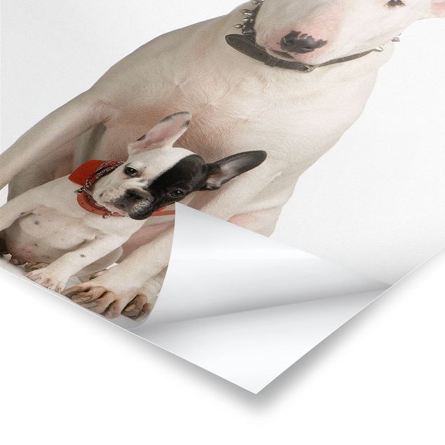Posters Bull Terrier and Friend