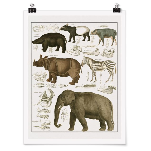 Posters Vintage Board Elephant, Zebra And Rhino