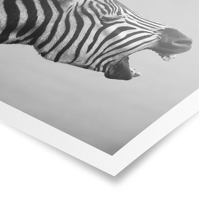 Posters Roaring Zebra ll