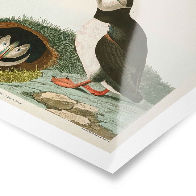 Posters Vintage Board Puffins