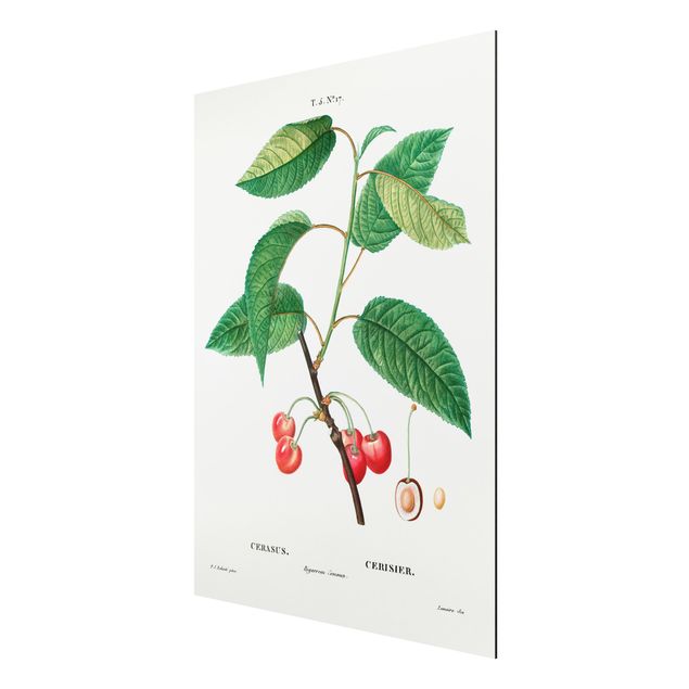 Aluminium Dibond schilderijen Botany Vintage Illustration Red Cherries