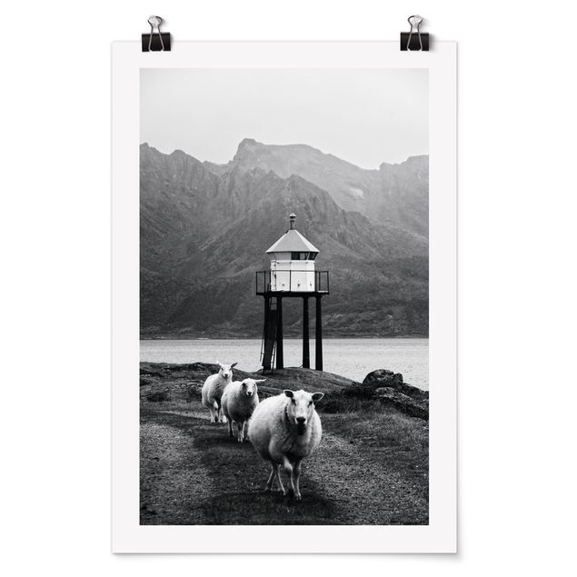 Posters Three Sheep On the Lofoten