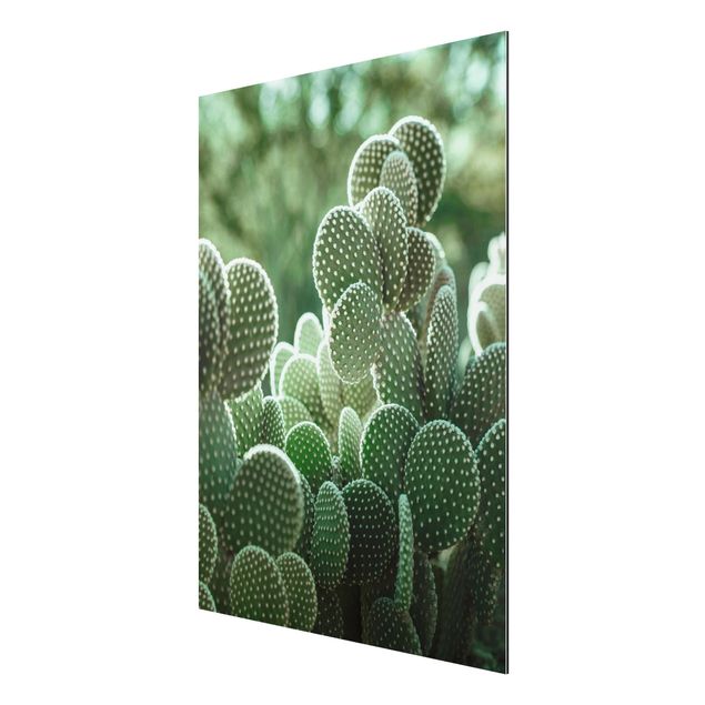 Aluminium Dibond schilderijen Cacti