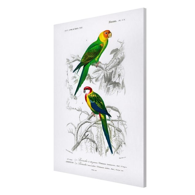 Magneetborden Vintage Wall Chart Two Parrots Green Red