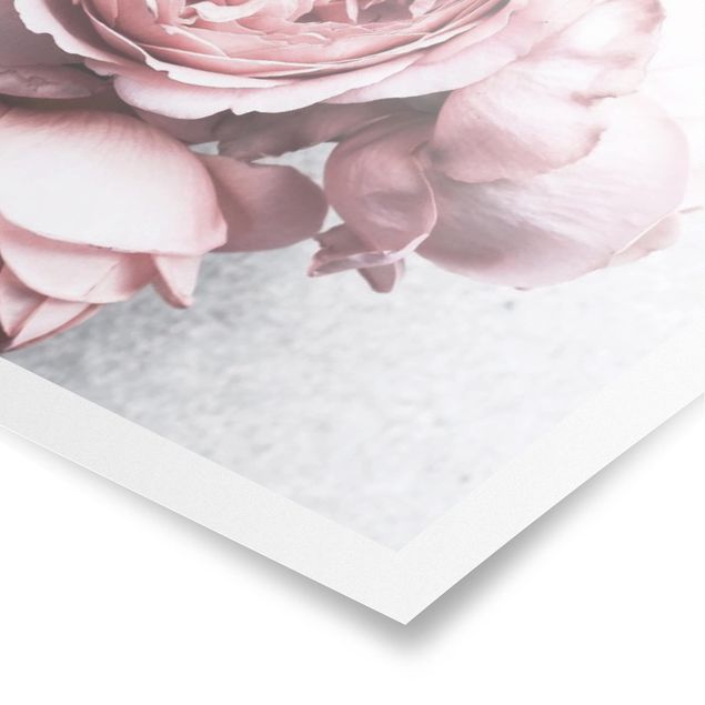 Posters Light Pink Peony Flowers Shabby Pastel