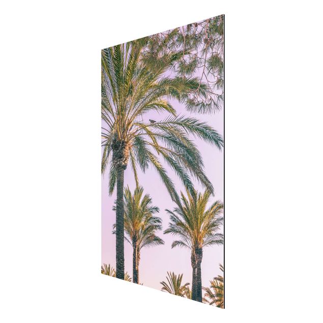 Aluminium Dibond schilderijen Palm Trees At Sunset