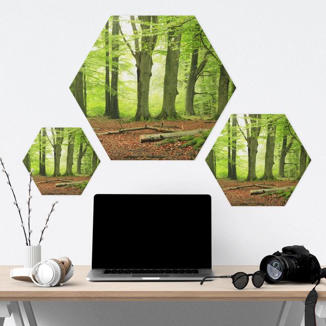 Hexagons Forex schilderijen Mighty Beech Trees