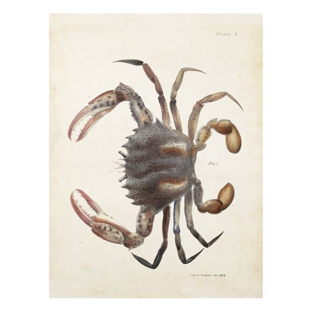 Forex schilderijen Vintage Illustration Crab