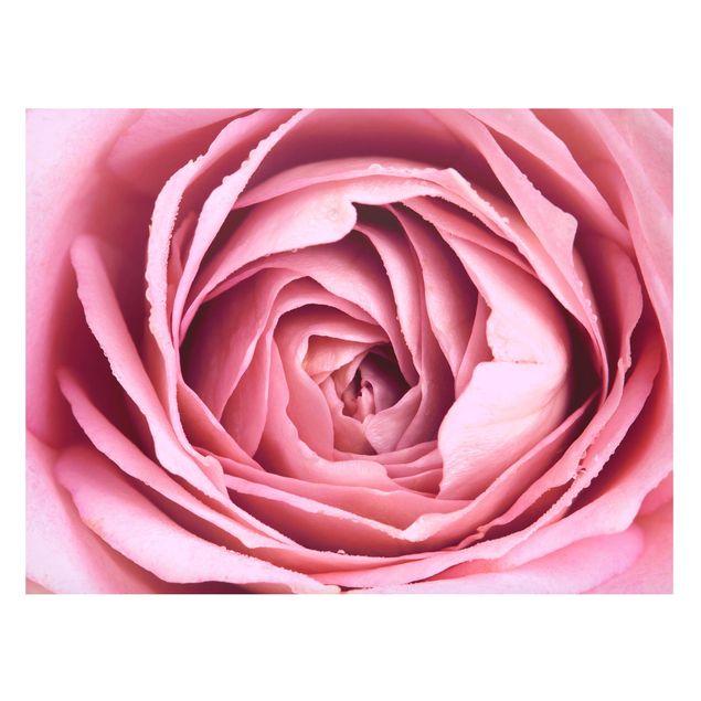 Magneetborden Pink Rose Blossom