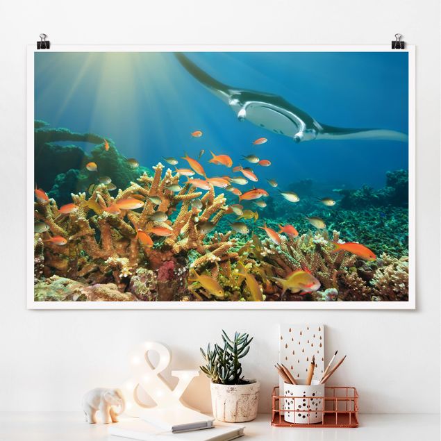 Posters Coral reef