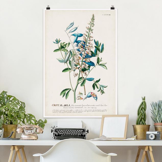 Posters Vintage Botanical Illustration Legumes