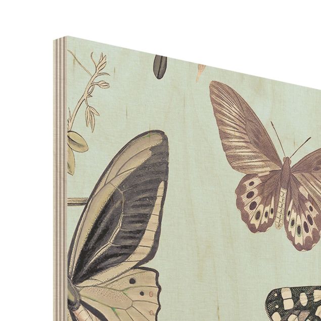 Houten schilderijen Vintage Collage - Butterflies And Dragonflies
