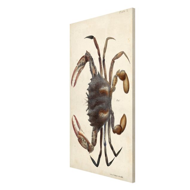 Magneetborden Vintage Illustration Crab